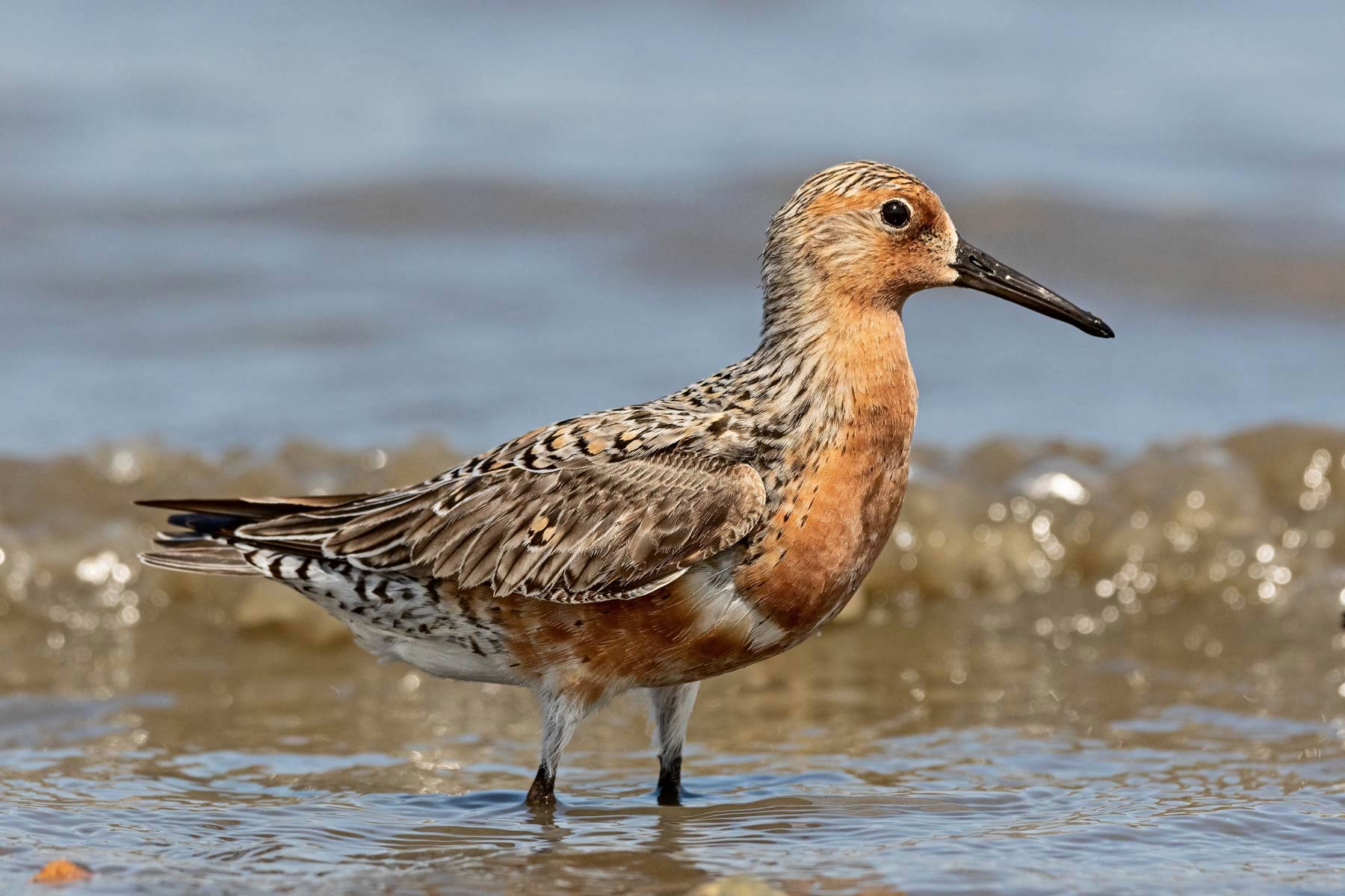 B95 the Red Knot, nicknamed Moonbird